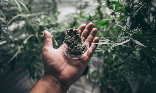 specialty program cannabis