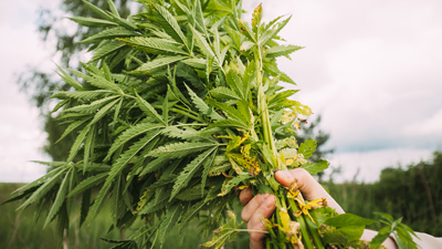 safeherb thumbnail cannabis 400x225 1